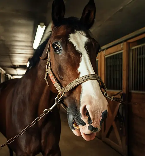 Equine Boarding